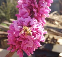 Judasbaum Cercis Siliquastrum -Deutschland Gartenbedarf Verkäufe 2024 judasbaum mit biene 3UmROOMoGkmKP3