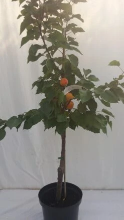 Aprikose Kioto ® Prunus Armeniaca `Kioto´ -Deutschland Gartenbedarf Verkäufe 2024 kioto 1