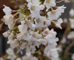 Zwerg-Zierkirsche `Kojou-no-mai´ Prunus Incisa `Kojou-no-mai´ 6 Zwerg-Zierkirsche `Kojou-no-mai´ Prunus Incisa `Kojou-no-mai´ -Deutschland Gartenbedarf Verkäufe 2024 kojou no mai2