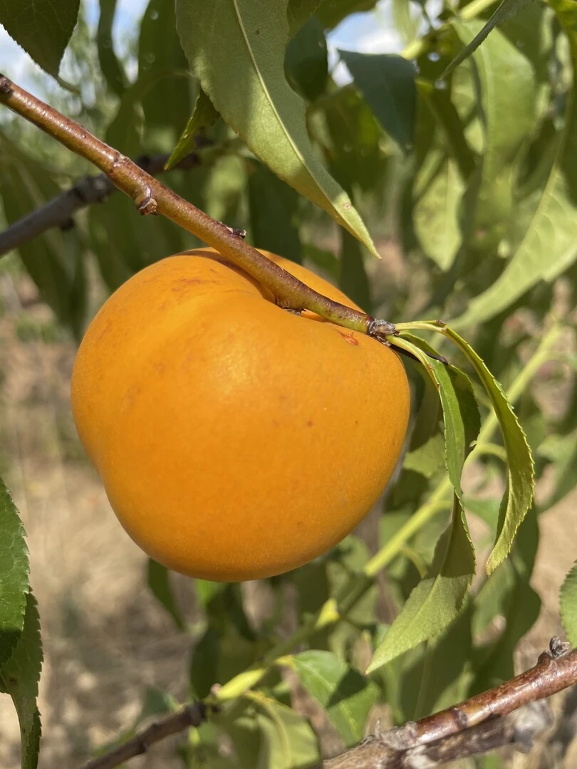 Honig-Nektarine `Bellarina´ Prunus Nucipersica `Bellarina´ 3 Honig-Nektarine `Bellarina´ Prunus Nucipersica `Bellarina´ – Bild 3