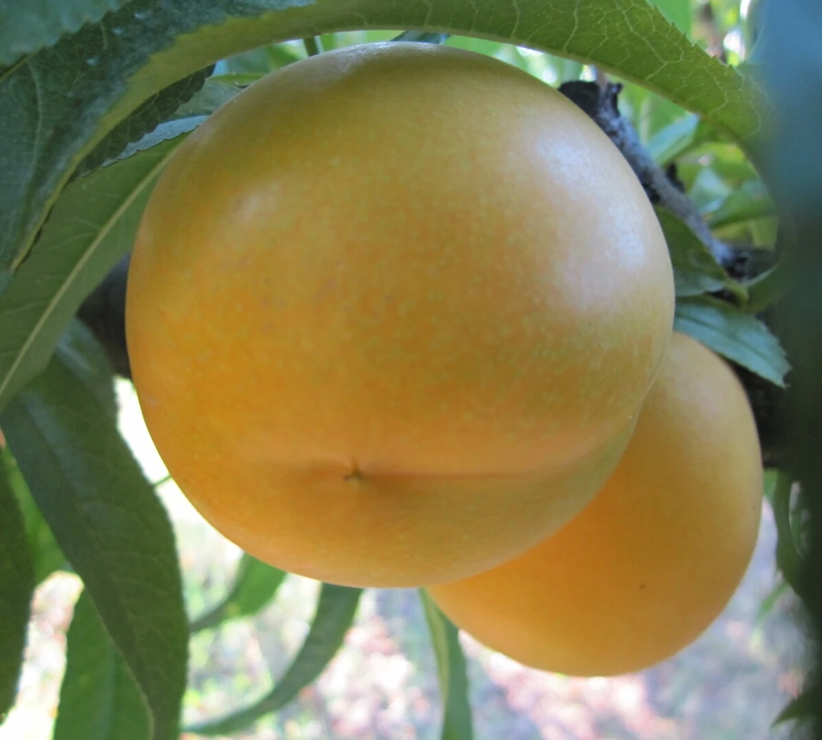 Honig-Nektarine `Bellarina´ Prunus Nucipersica `Bellarina´ 1 Honig-Nektarine `Bellarina´ Prunus Nucipersica `Bellarina´