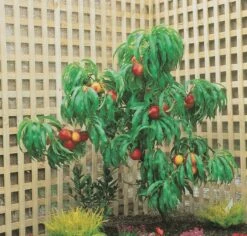 Zwergnektarine `Rubis® Necta ZeeⓈ´ Prunus Nucipersica 6 Zwergnektarine `Rubis® Necta ZeeⓈ´ Prunus Nucipersica -Deutschland Gartenbedarf Verkäufe 2024 nektarine necta zee rubis baum