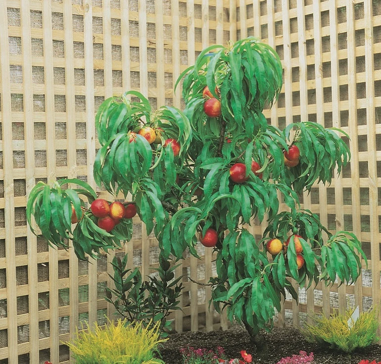 Zwergnektarine `Rubis® Necta ZeeⓈ´ Prunus Nucipersica 3 Zwergnektarine `Rubis® Necta ZeeⓈ´ Prunus Nucipersica – Bild 3