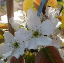 Nashi Nijiseiki Pyrus Pyrifolia `Nijiseiki´ 8 Nashi Nijiseiki Pyrus Pyrifolia `Nijiseiki´ -Deutschland Gartenbedarf Verkäufe 2024 nijiseiki