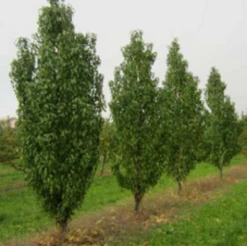 Säulen-Pfirsich `Ellora´ Prunus Persica `Ellora´ 6 Säulen-Pfirsich `Ellora´ Prunus Persica `Ellora´ -Deutschland Gartenbedarf Verkäufe 2024 pfirsich ellora baeume