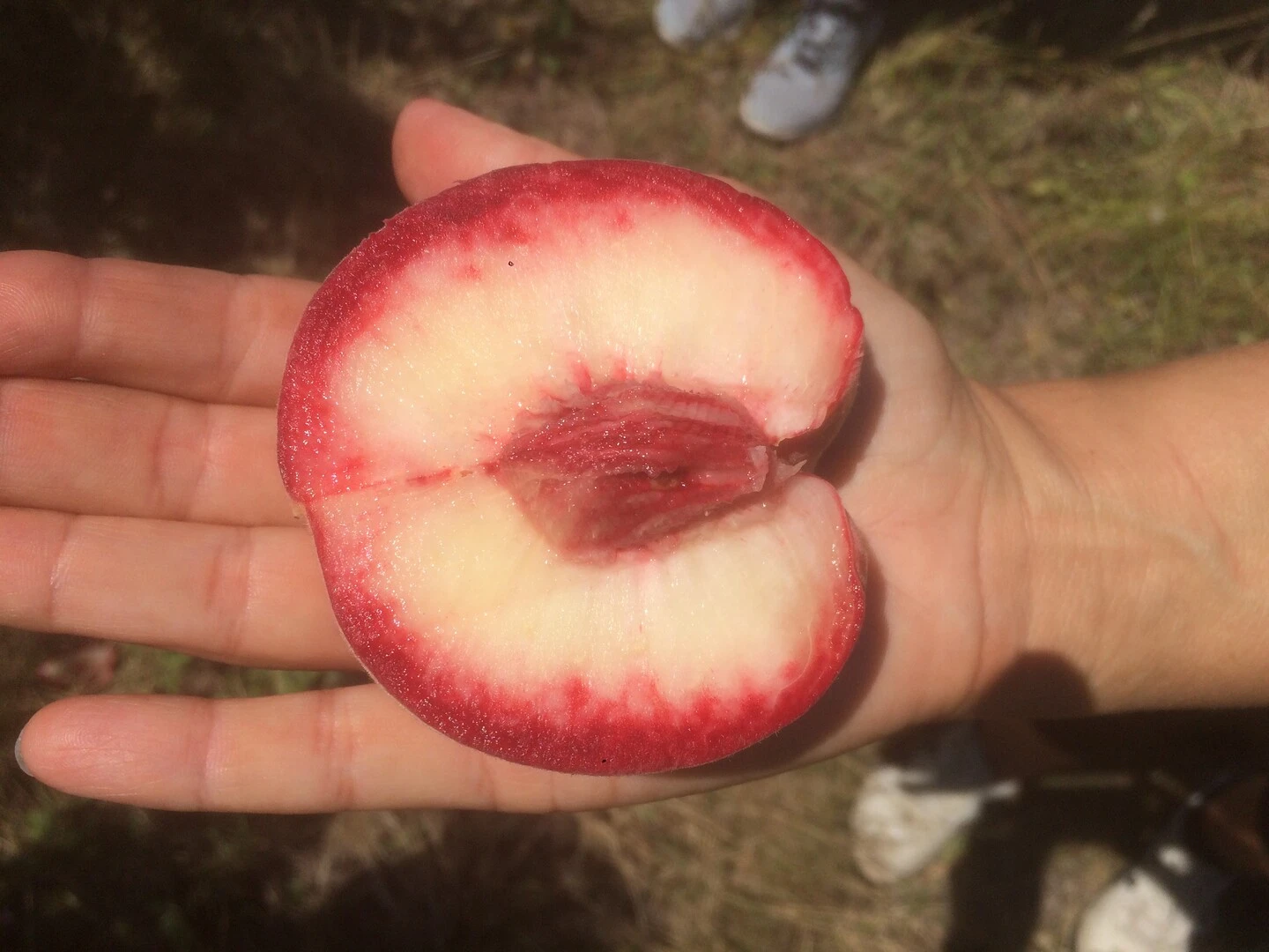 Säulen-Pfirsich `Ellora´ Prunus Persica `Ellora´ 4 Säulen-Pfirsich `Ellora´ Prunus Persica `Ellora´ – Bild 4