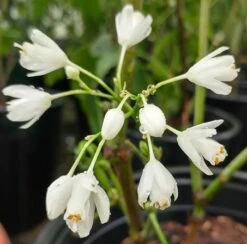 Rispen-Pimpernuss Staphylea Pinnata 7 Rispen-Pimpernuss Staphylea Pinnata -Deutschland Gartenbedarf Verkäufe 2024 pimpernuss2