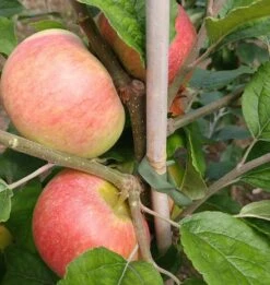 Prinz Albrecht Von Preußen Malus Domestica -Deutschland Gartenbedarf Verkäufe 2024 prinz albrecht 1
