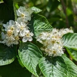 Erlenblättrige Eberesche `Red Bird´ Sorbus Alnifolia `Red Bird´ 6 Erlenblättrige Eberesche `Red Bird´ Sorbus Alnifolia `Red Bird´ -Deutschland Gartenbedarf Verkäufe 2024 red bird 2
