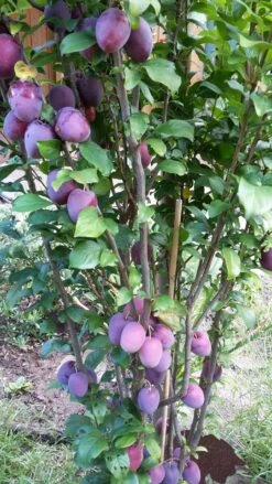 Rote Säulen-Mirabelle `Ruby´ Wurzelnackt Prunus Domestica Subsp. Syriaca `Ruby´ 6 Rote Säulen-Mirabelle `Ruby´ Wurzelnackt Prunus Domestica Subsp. Syriaca `Ruby´ -Deutschland Gartenbedarf Verkäufe 2024 ruby2a0Cx9InYDY0Pl