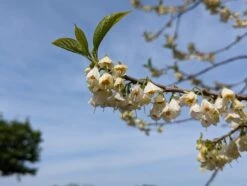 Schneeglöckchenbaum Halesia Carolina -Deutschland Gartenbedarf Verkäufe 2024 schneegl ckchenbaum2