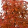 Eberesche `Dodong´ Sorbus Conmixta `Dodong´