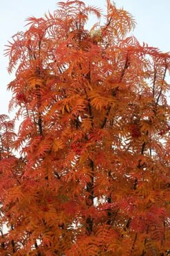 Eberesche `Dodong´ Sorbus Conmixta `Dodong´