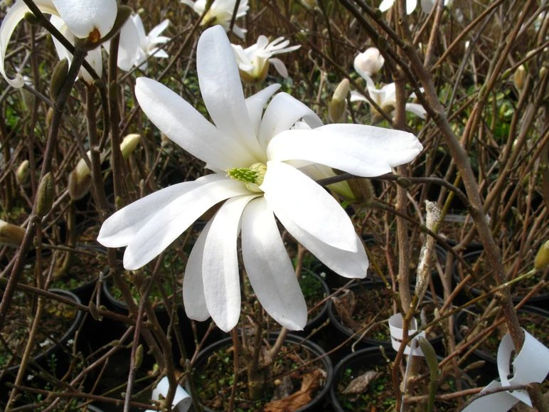 Sternmagnolie Magnolia Stellata 2 Sternmagnolie Magnolia Stellata – Bild 2