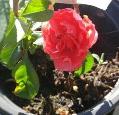 Zierquitte `Pink Storm´ Chaenomeles Japonica `Pink Storm´ -Deutschland Gartenbedarf Verkäufe 2024 zierquitte chaenomeles pink storm