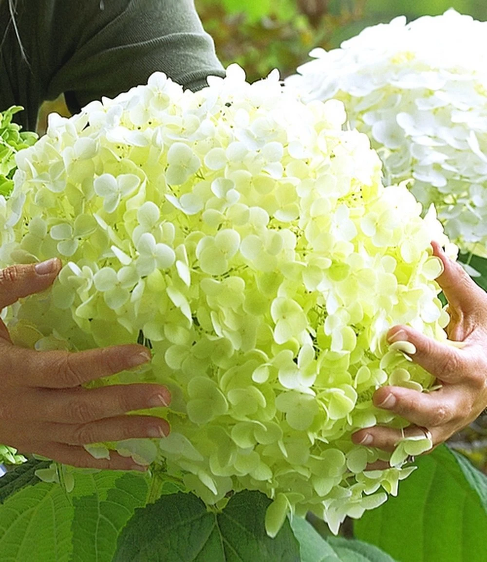 Garten-Hortensie `Incrediball®´ Hydrangea Arborescens 1 Garten-Hortensie `Incrediball®´ Hydrangea Arborescens