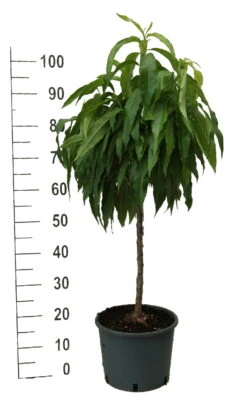 Zwergpfirsich `Bonanza´ Prunus Persica -Deutschland Gartenbedarf Verkäufe 2024 zwergpfirsich weiss